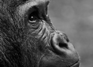 Zoonose : alerte sur les artérivirus responsables de la fièvre hémorragique du singe