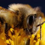 abeille longevite