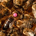 loque americaine – reine-abeille